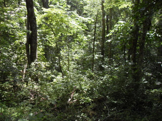 950 East Teems Road, Unit LOT 1 Ringgold, GA 30736 - Photo 3 of 8 e teems 4