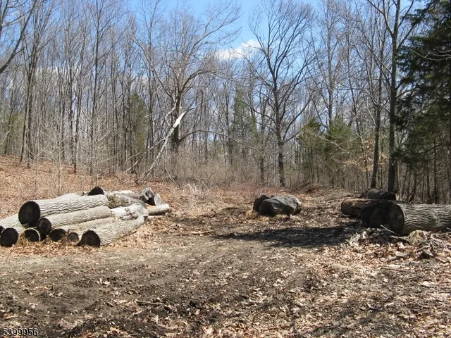 a view of a backyard with large trees