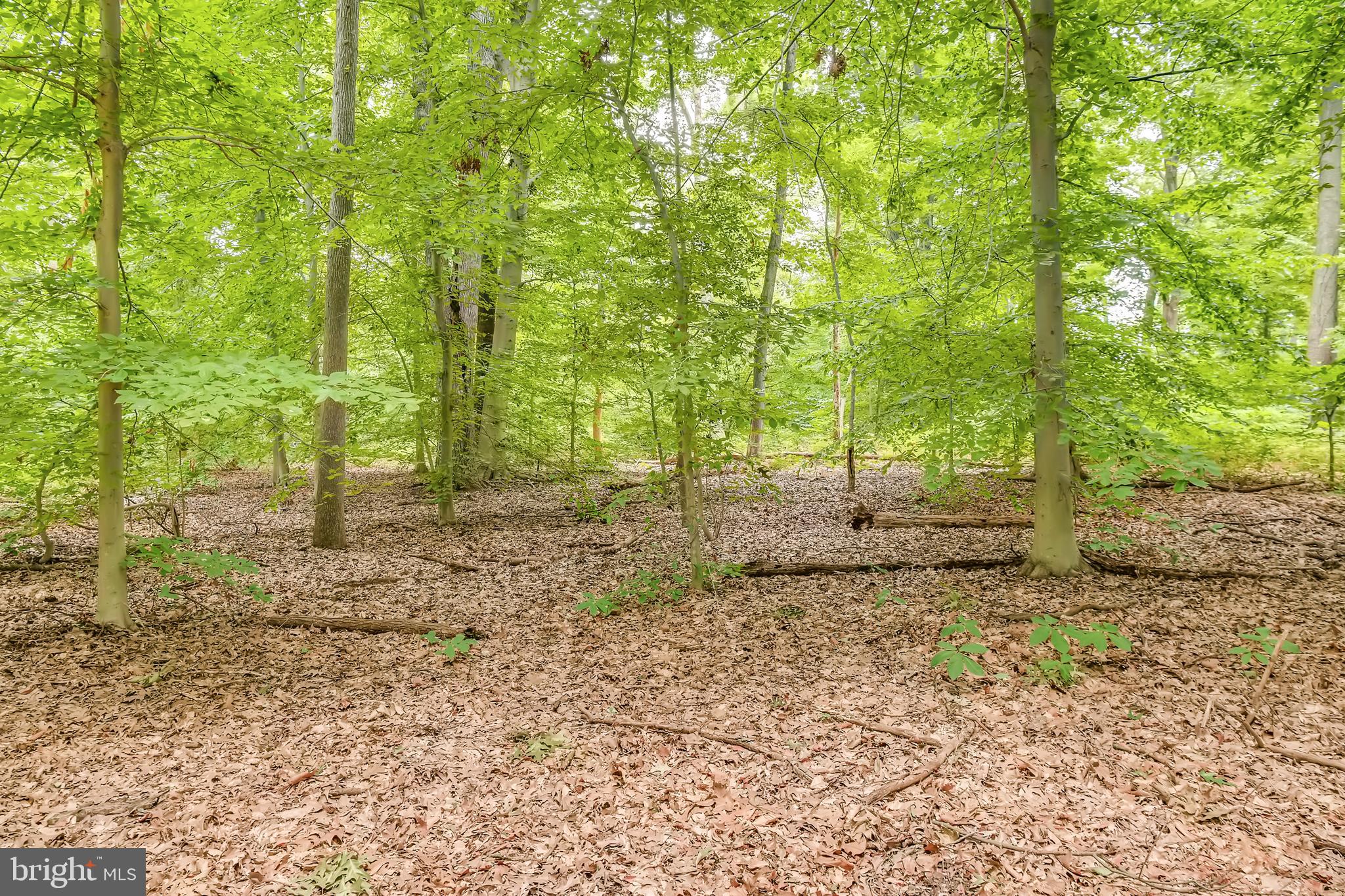 Cumberstone Road Harwood, MD 20776 - Photo 8 of 11 Wooded Lot