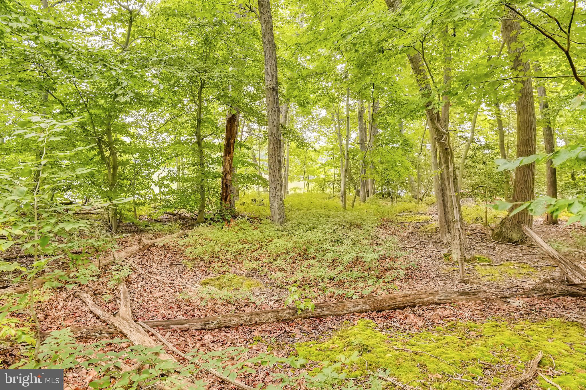 Cumberstone Road Harwood, MD 20776 - Photo 10 of 11 Wooded Lot