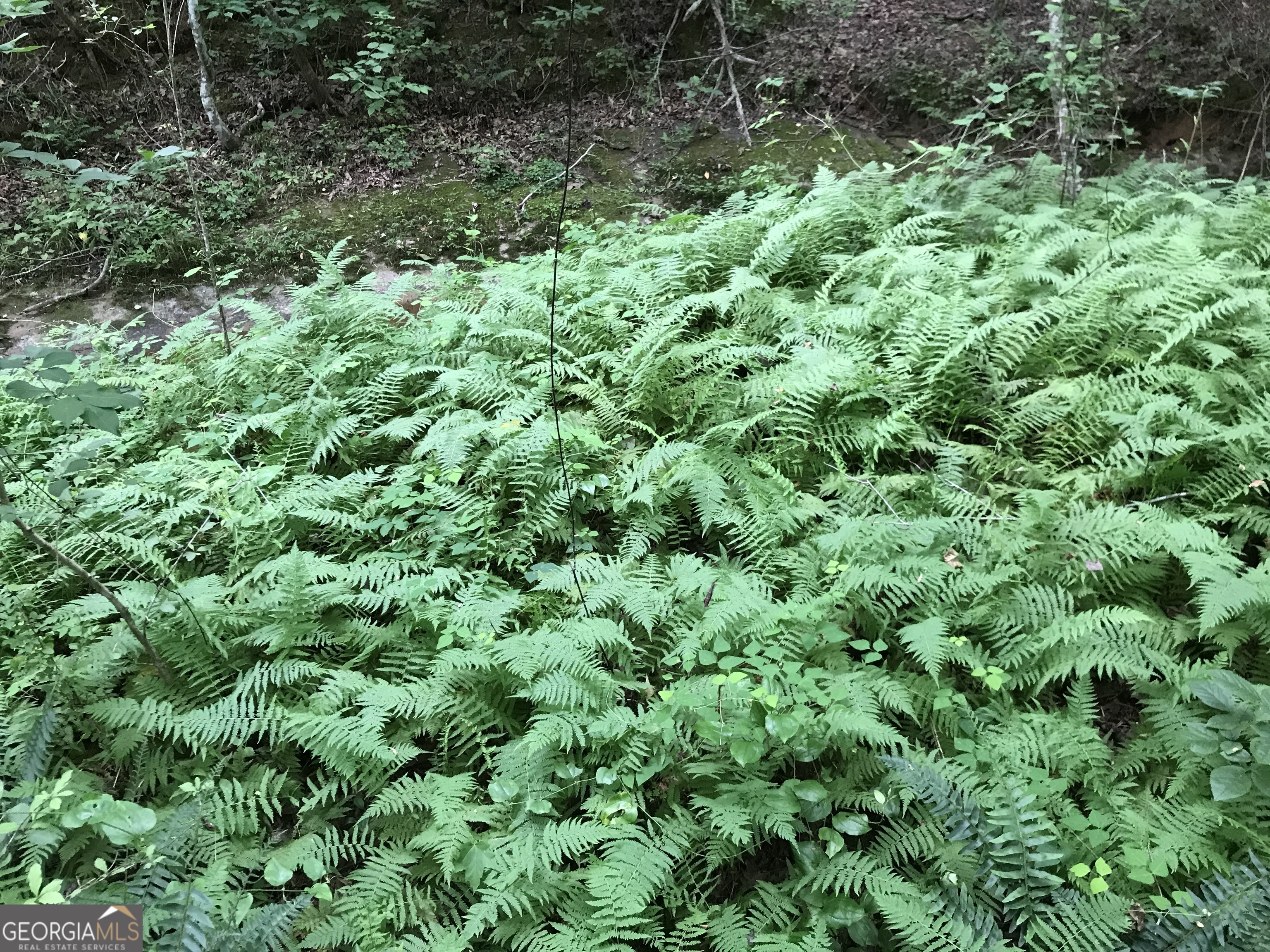 0 Moores Gin Road, Unit 9693 Fairmount, GA 30139 - Photo 28 of 32 view of a lush green forest with lots of trees