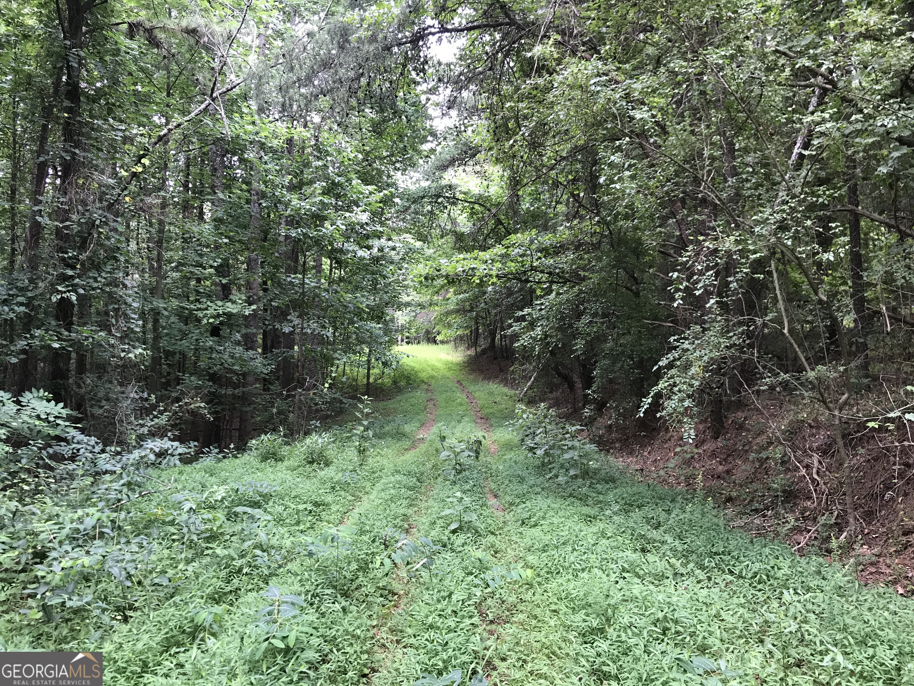 0 Moores Gin Road, Unit 9693 Fairmount, GA 30139 - Photo 5 of 32 a view of a forest with a tree