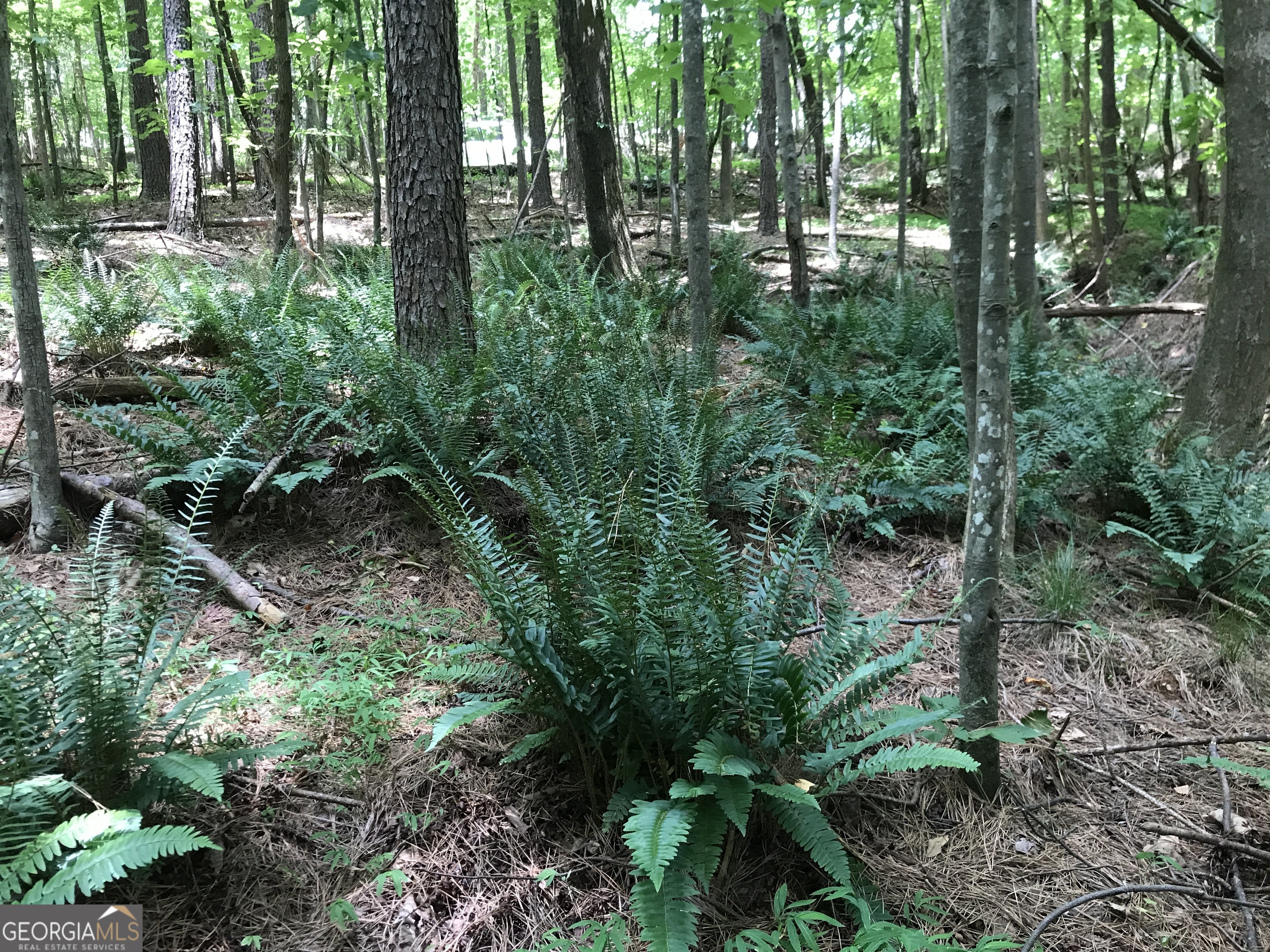 0 Moores Gin Road, Unit 9693 Fairmount, GA 30139 - Photo 10 of 32 a backyard of a house with lots of green space and forest view