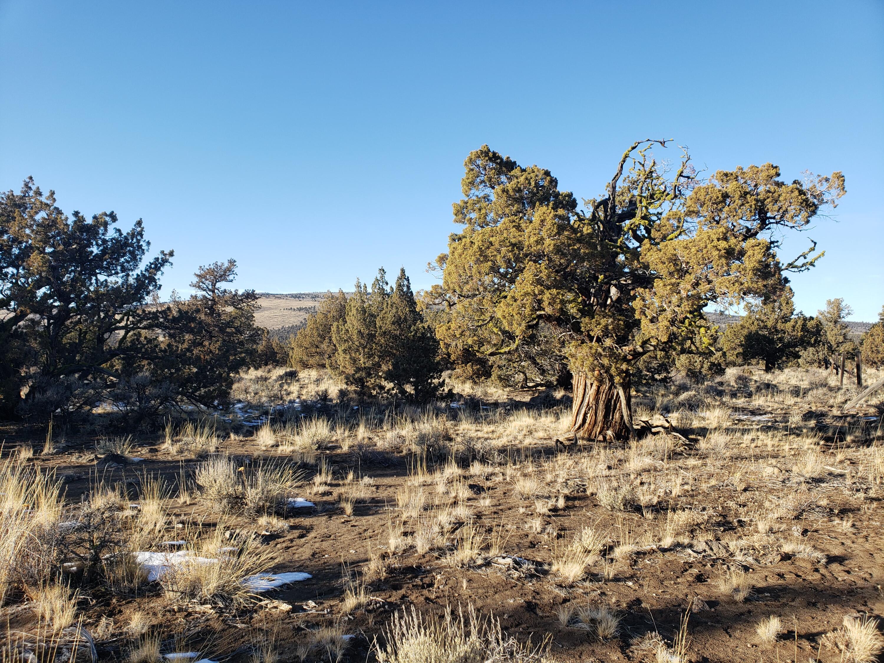Juniper studded 25- acre parcel bordering BLM lands with view of West Butte.