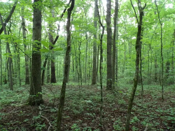 $18,500 | 0 Beech Point Circle, Crossville, TN 38572