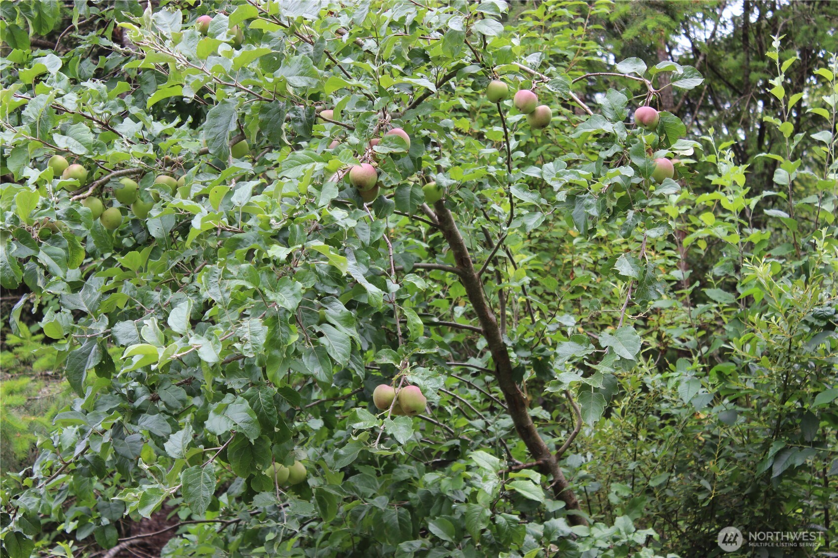 9605 Prather Road Southwest Centralia, WA 98531 - Photo 5 of 15