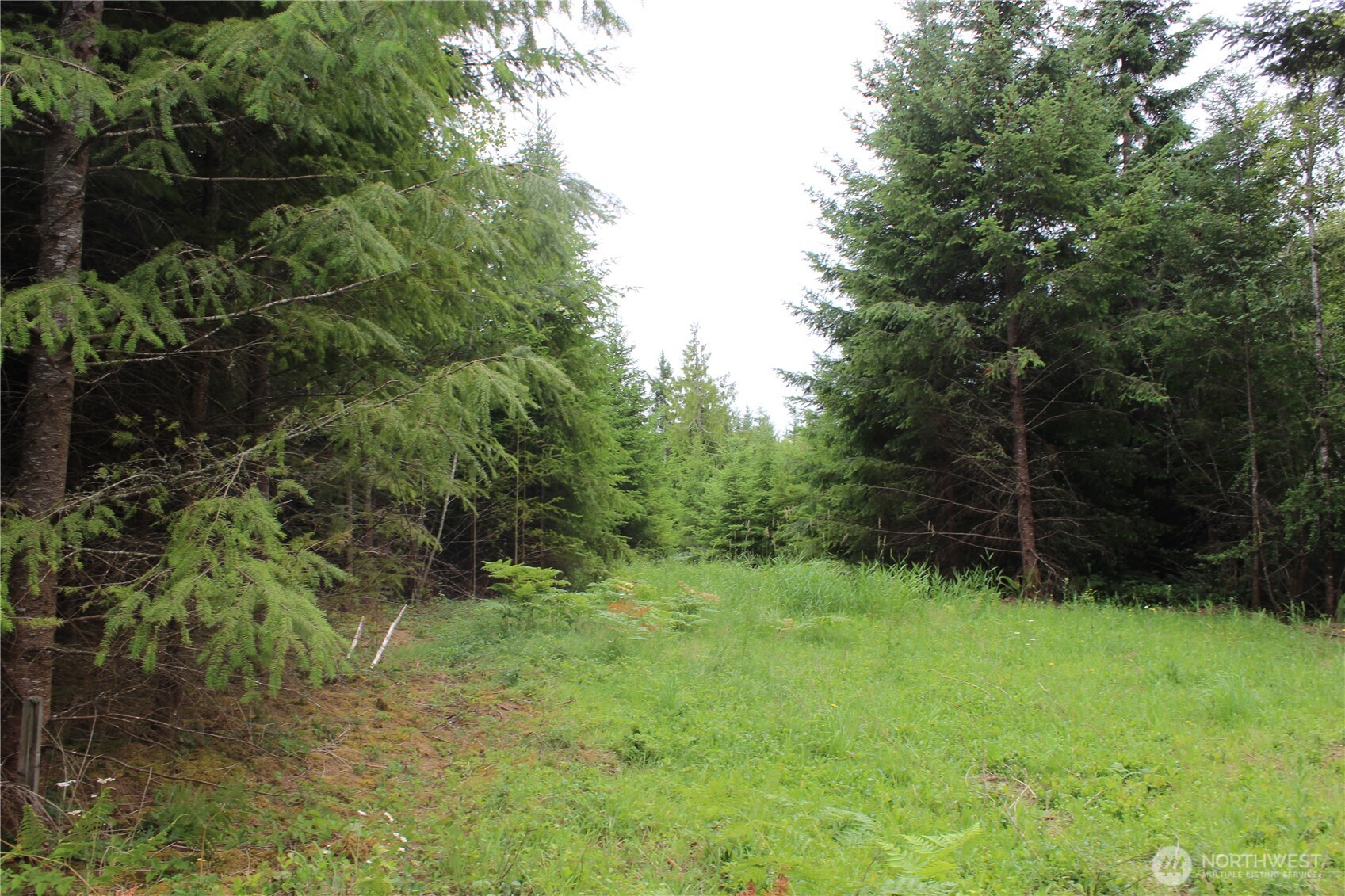 9605 Prather Road Southwest Centralia, WA 98531 - Photo 7 of 15 a big yard with lots of green space and plants