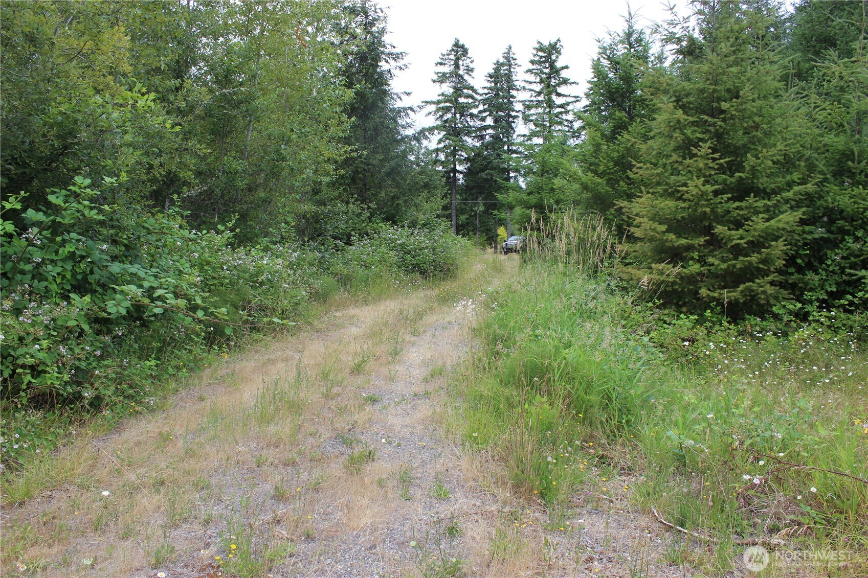 9605 Prather Road Southwest Centralia, WA 98531 - Photo 10 of 15 a view of a forest with trees in the background