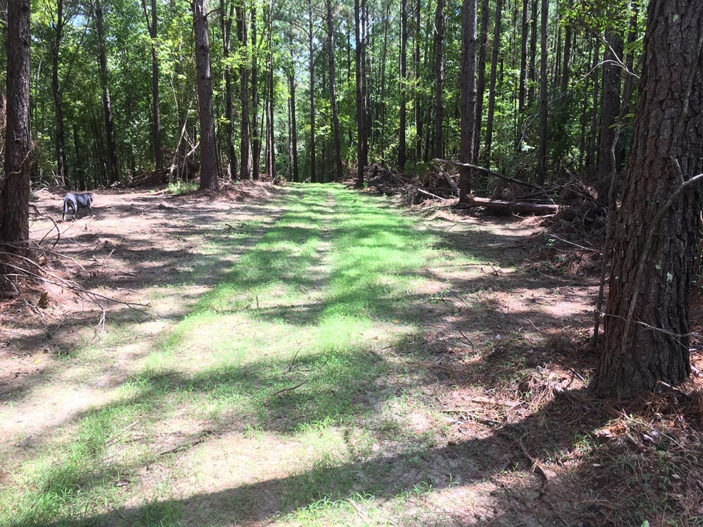 9999 Macedonia Road Gloster, MS 39638 - Photo 15 of 43 Photo 15