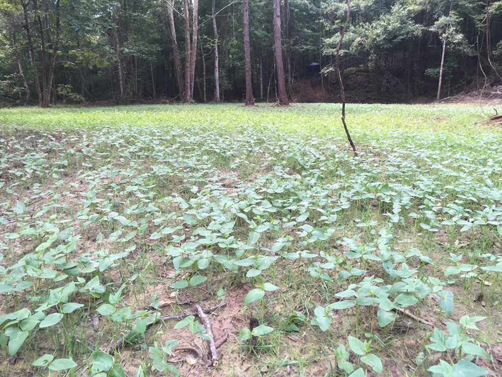 9999 Macedonia Road Gloster, MS 39638 - Photo 18 of 43 Photo 18