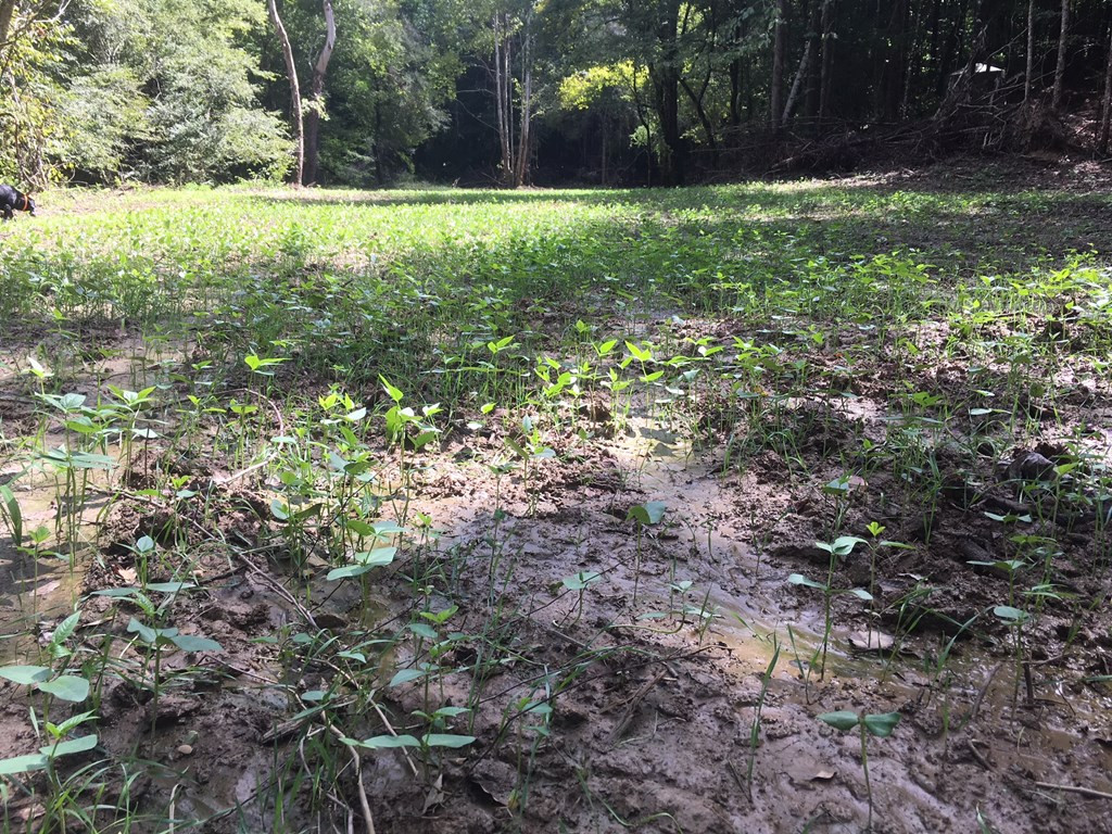 9999 Macedonia Road Gloster, MS 39638 - Photo 28 of 43 Photo 28