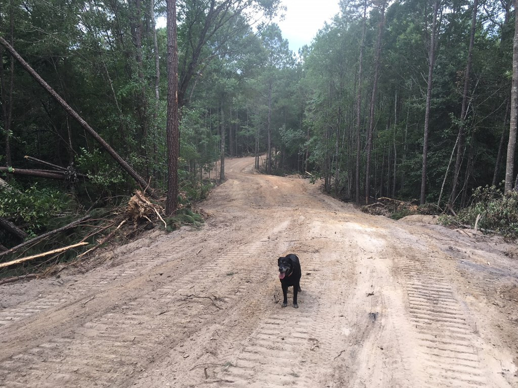 9999 Macedonia Road Gloster, MS 39638 - Photo 10 of 43 Photo 10