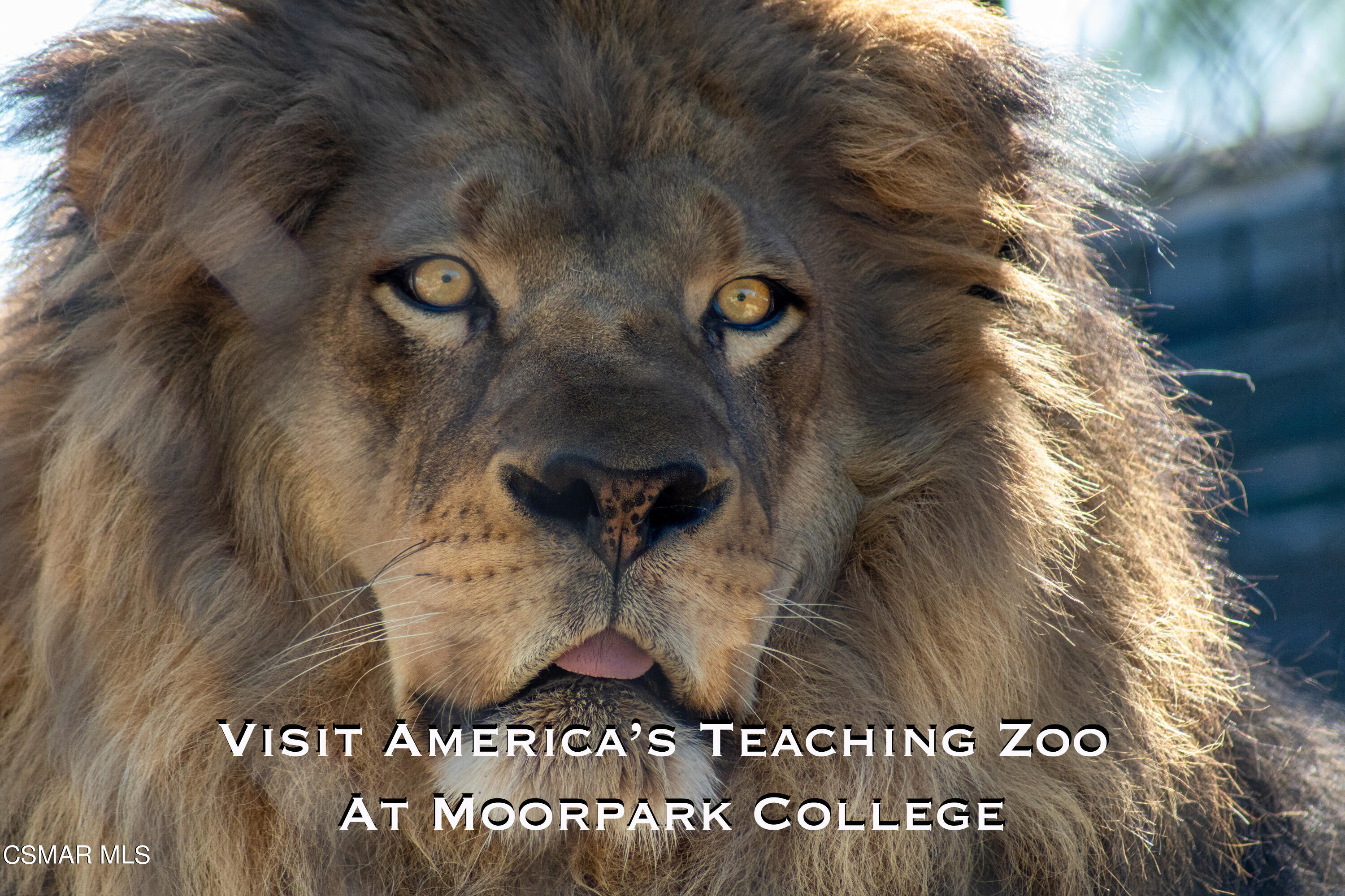 6951 Ridgemark Court Moorpark, CA 93021 - Photo 60 of 65 moorpark zoo