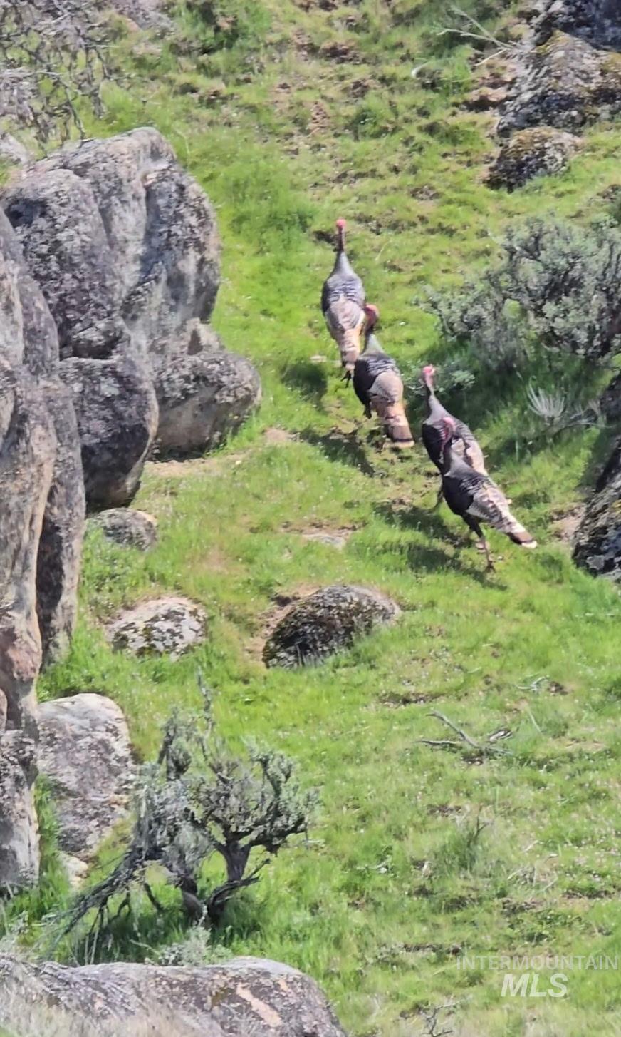 11315 Timber Butte Road Sweet, ID 83670 - Photo 18 of 24