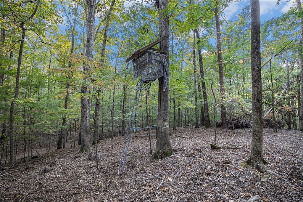 2170 Taylorsville Road Taylorsville, GA 30178 - Photo 47 of 48 a view of a forest with trees
