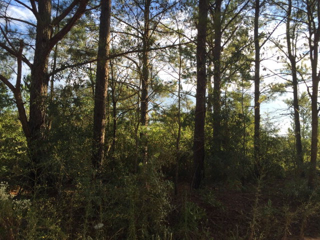 1641 Oak Ridge Club Road Windsor, SC 29856 - Photo 1 of 5