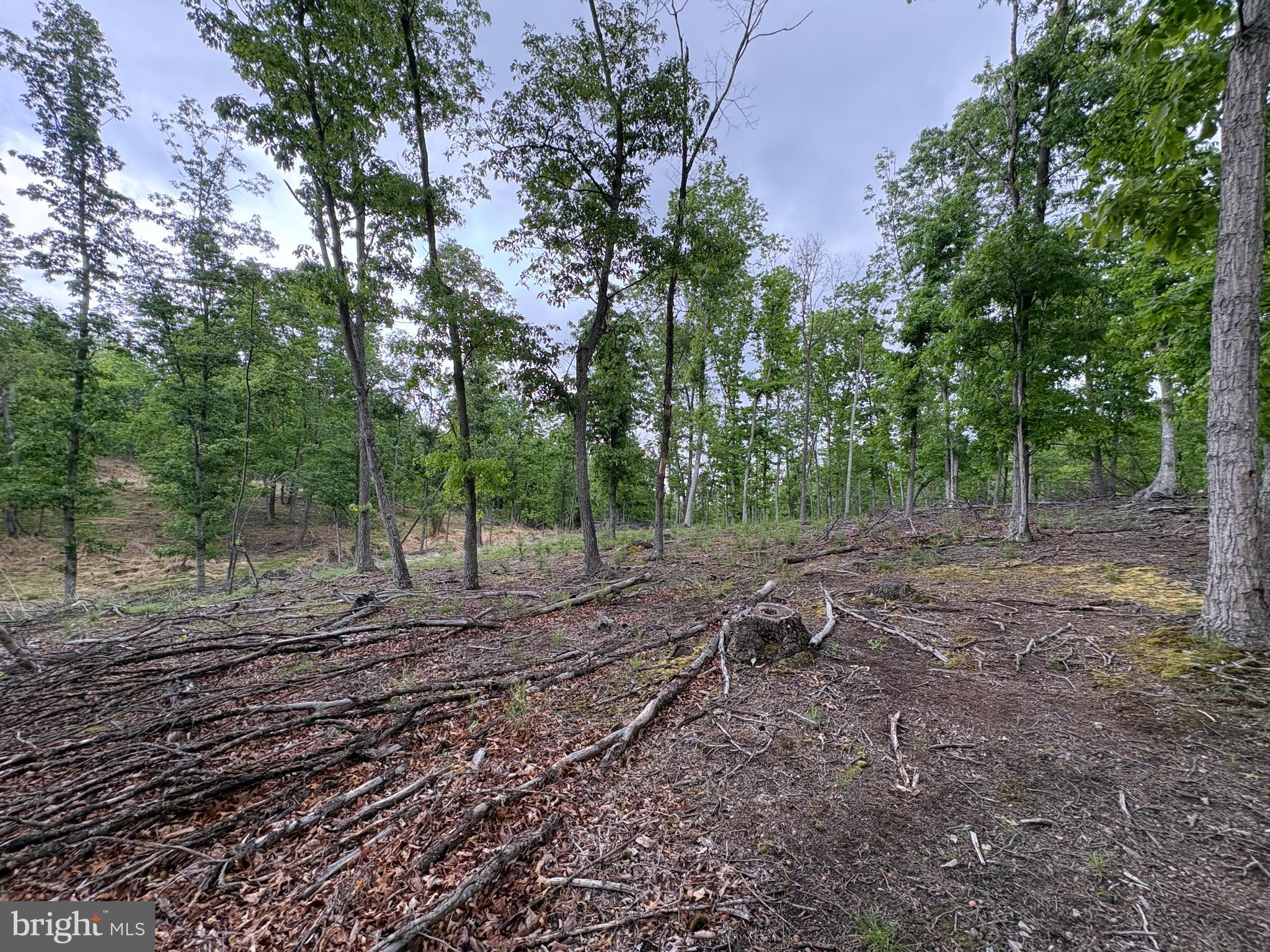 40.15-ac Middle Ridge Road Burlington, WV 26710 - Photo 13 of 47