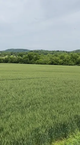 a view of a field with an ocean