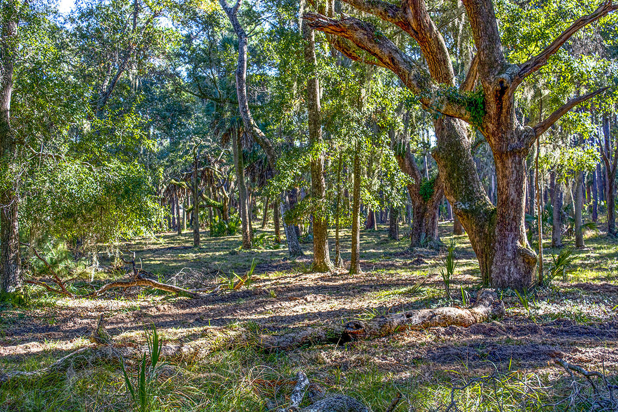 8962 Palmetto Road Edisto Island, SC 29438 - Photo 1 of 4 _DSC1280