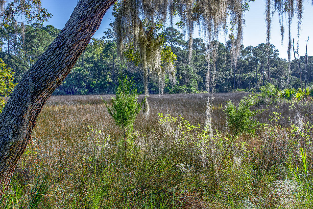 8962 Palmetto Road Edisto Island, SC 29438 - Photo 2 of 4 _DSC1285