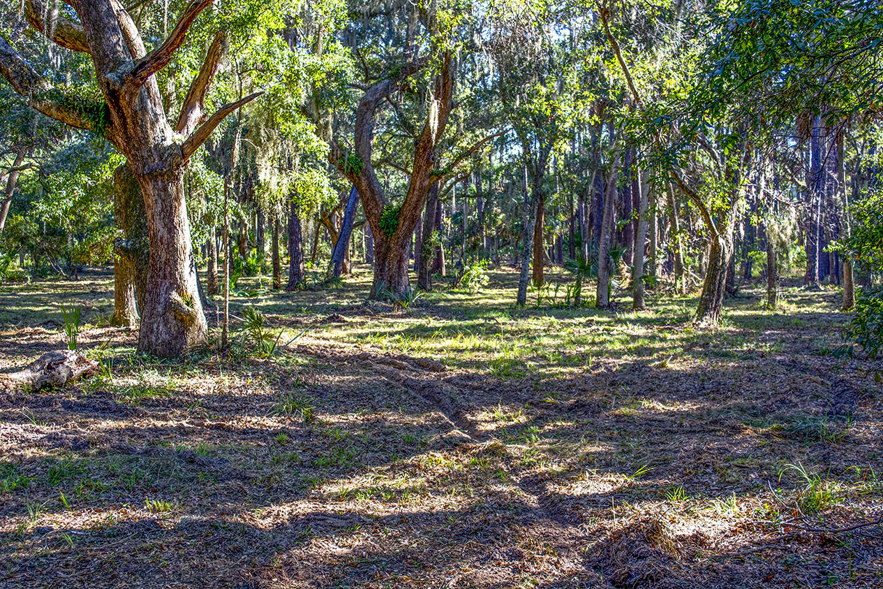 8962 Palmetto Road Edisto Island, SC 29438 - Photo 4 of 4 _DSC1279
