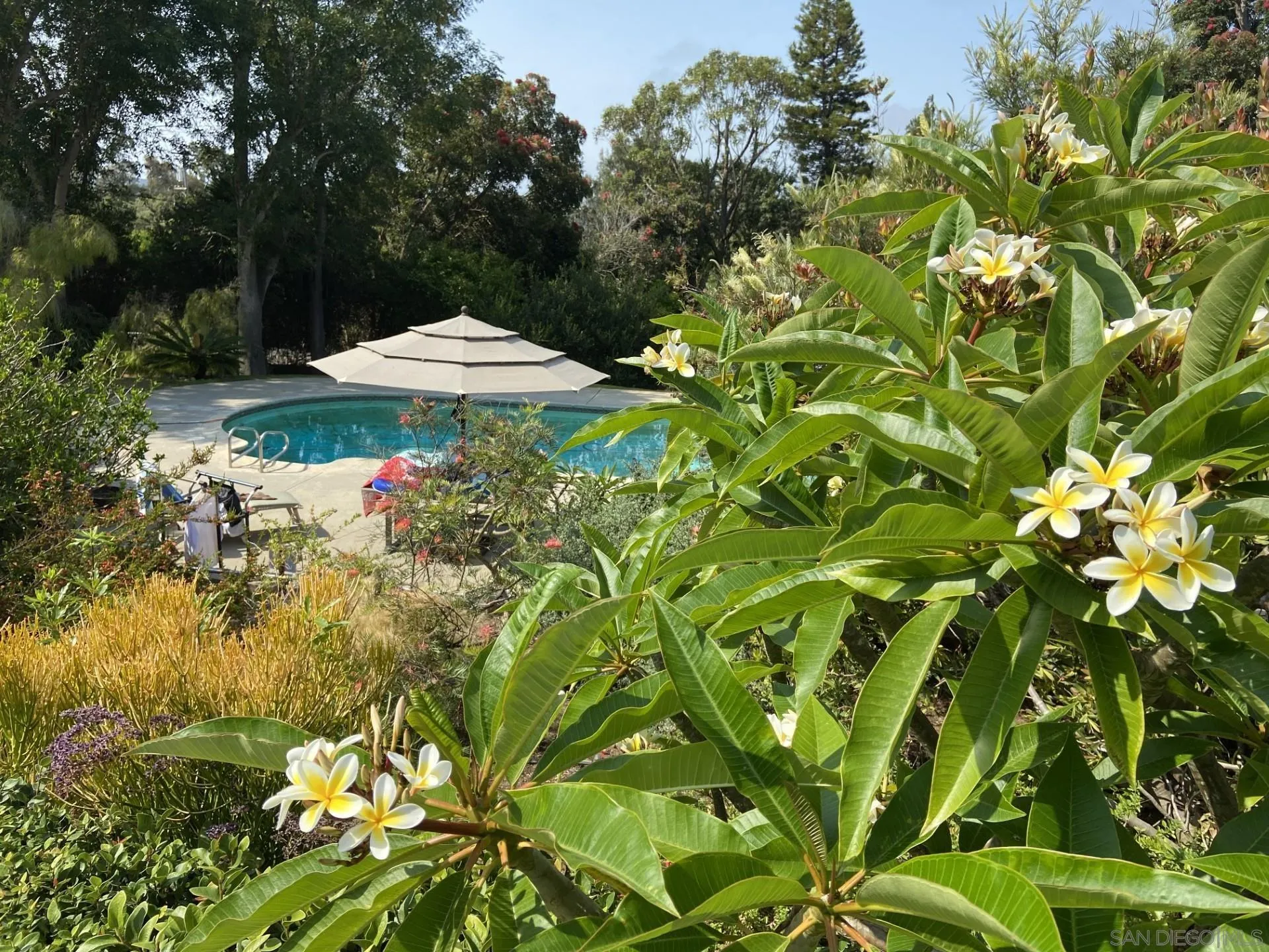 4688 Sun Valley Road Del Mar, CA 92014 - Photo 32 of 40 a view of a yard with plants