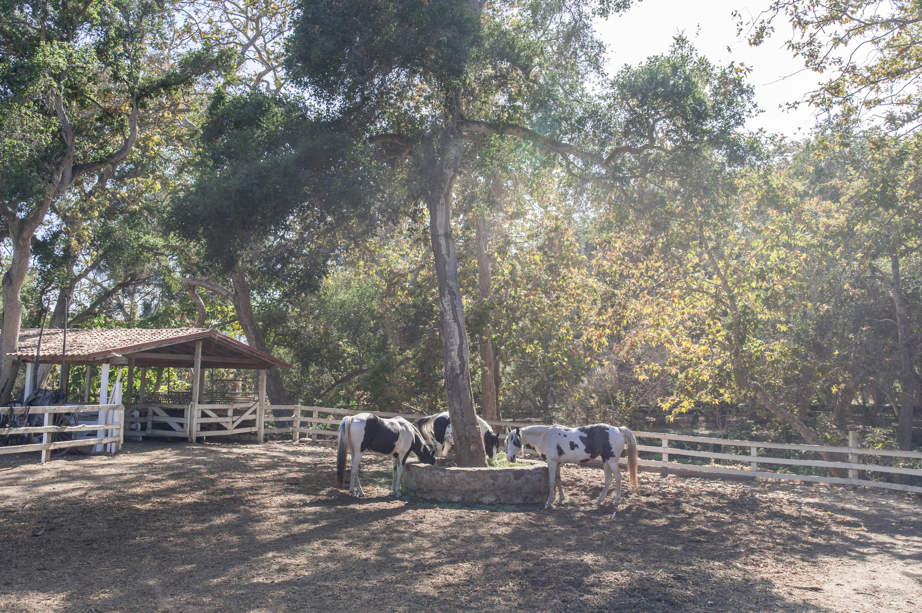 285 Toro Canyon Road Carpinteria, CA 93013 - Photo 26 of 26 Horses