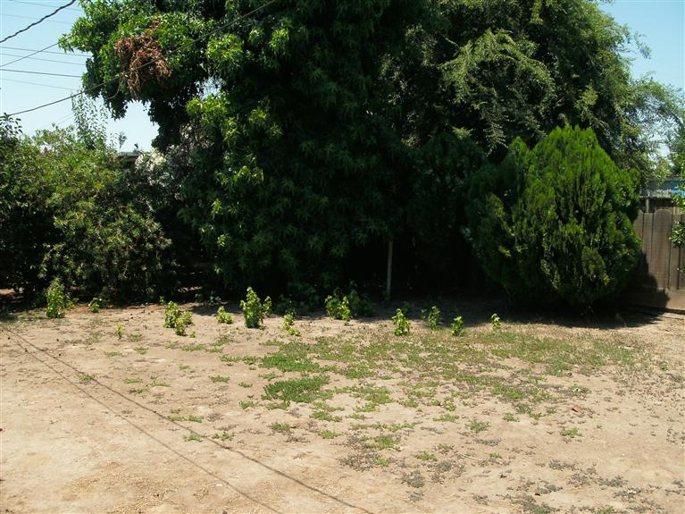 1173 South Klein Avenue Reedley, CA 93654 - Photo 8 of 8 Gallery Image 8