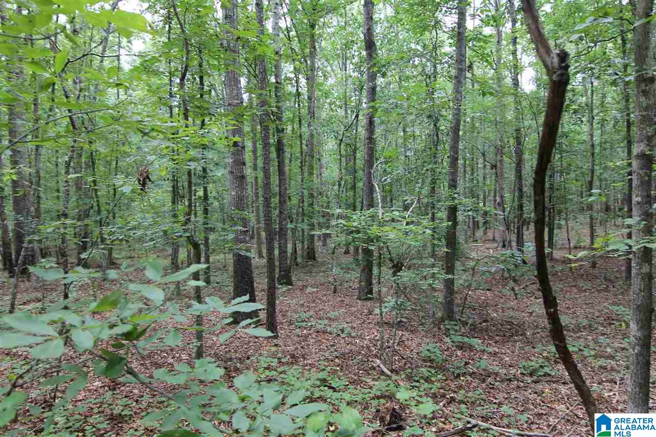 3475 County Road 29, Unit 70± ACRES Heflin, AL 36264 - Photo 4 of 6