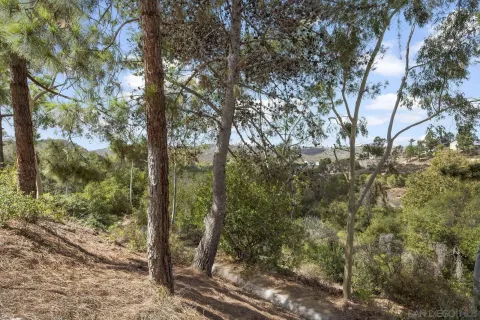 a view of a forest filled with trees