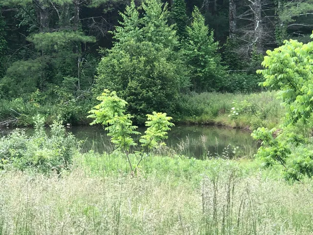 a view of a garden with a swimming pool
