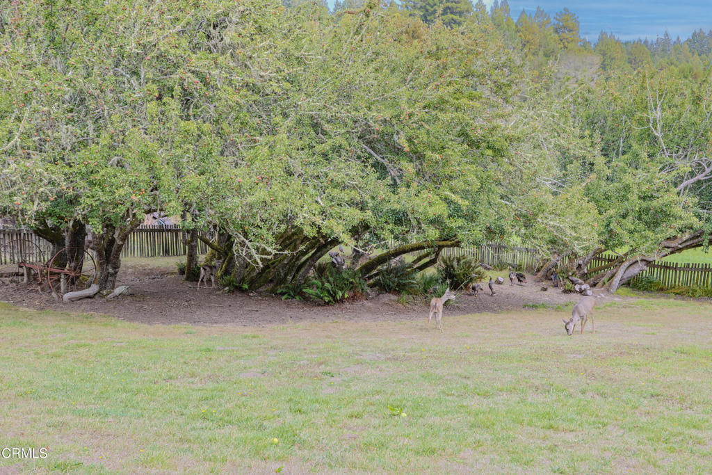 31600 Little Valley Road Fort Bragg, CA 95437 - Photo 46 of 75 BK6A3022 copy