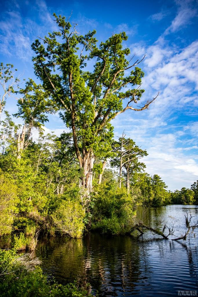 117 Norcum Point Road Edenton, NC 27932 - Photo 15 of 16