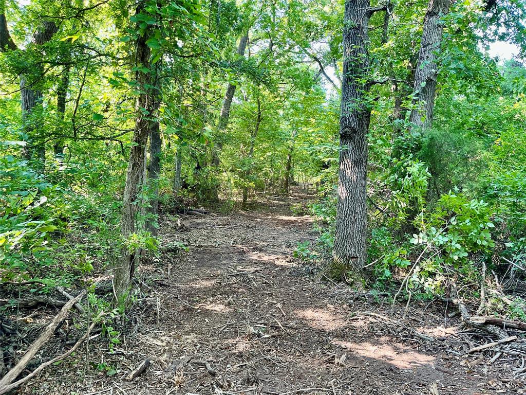Tbd Bethel-Cannon Road Van Alstyne, TX 75495 - Photo 13 of 25 a view of a forest with trees in the background