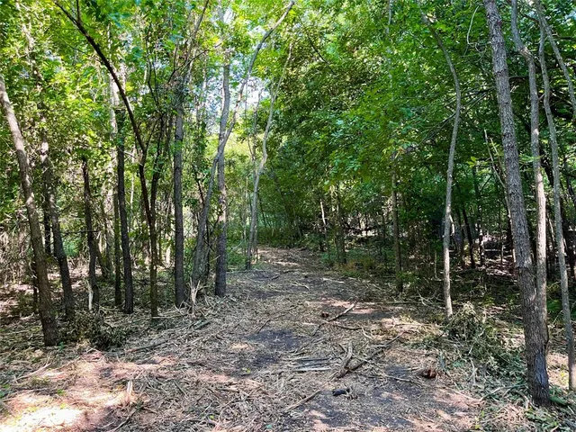 a view of a forest filled with trees