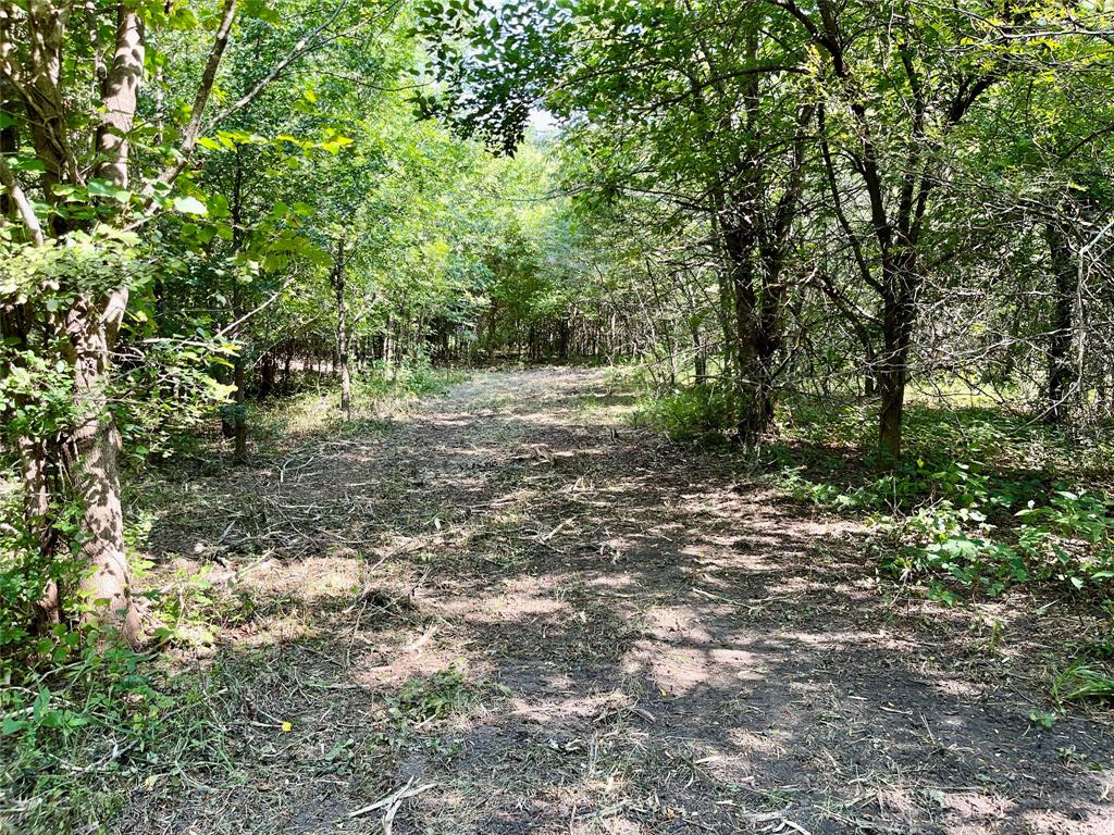Tbd Bethel-Cannon Road Van Alstyne, TX 75495 - Photo 15 of 25 a big yard with lots of green space and deers