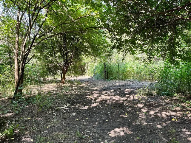 a view of a forest with trees