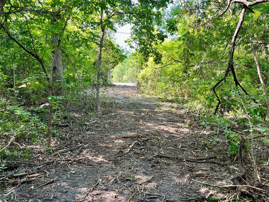 Tbd Bethel-Cannon Road Van Alstyne, TX 75495 - Photo 6 of 25 a view of forest