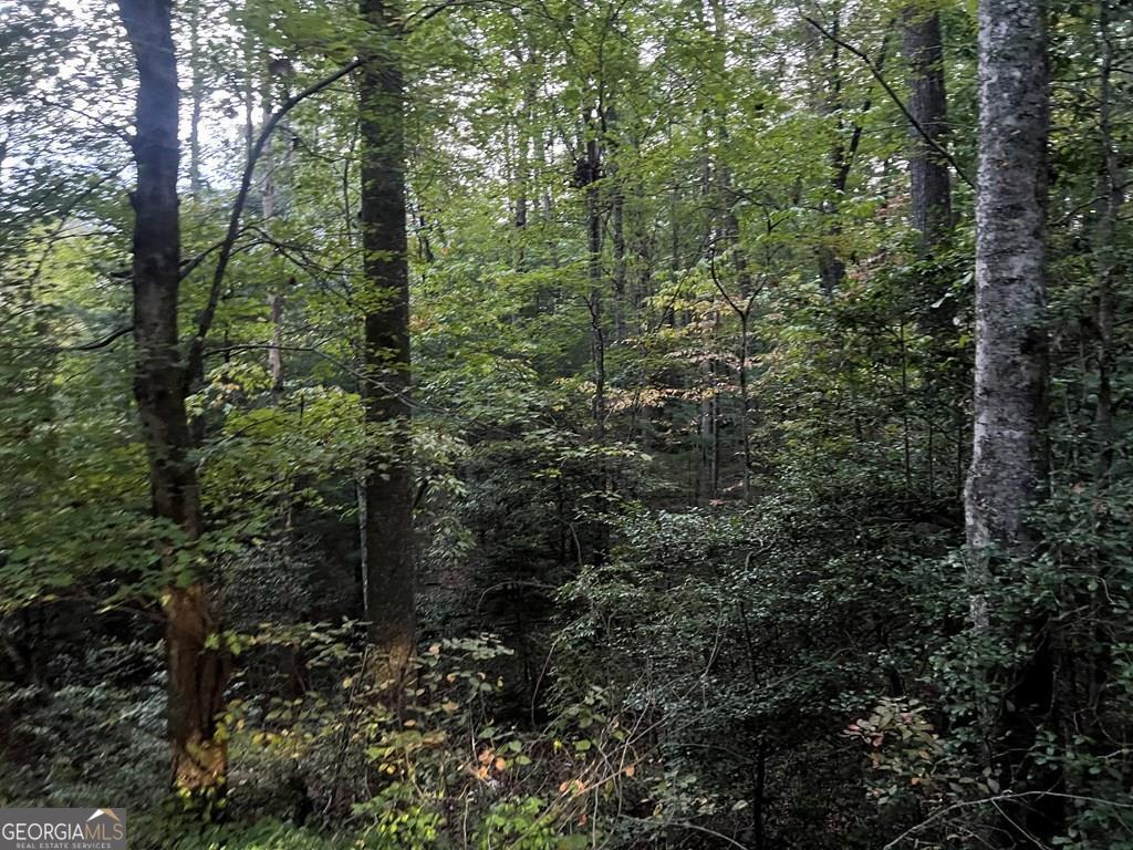 0 Candy Mountain Road Murphy, NC 28906 - Photo 1 of 1 a view of a forest with a tree