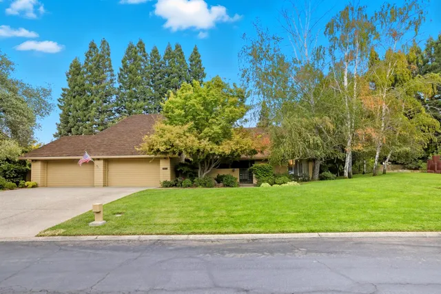 a view of a backyard with plants and large trees