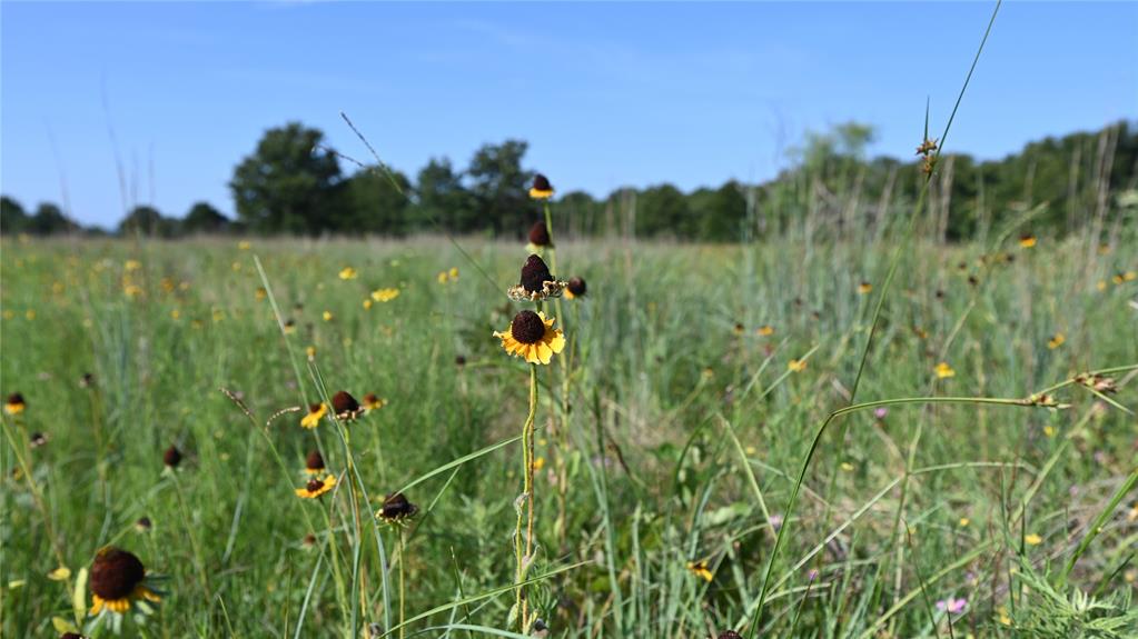 0 Ten Pt Road Nocona, TX 76255 - Photo 18 of 29