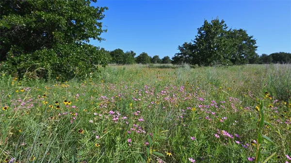 a view of a lush green space