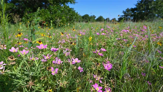 a view of a flower in a garden
