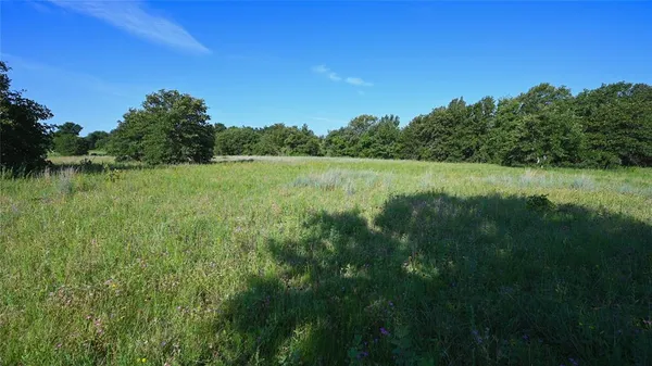 a view of a lush green space