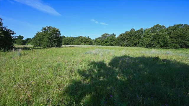 a view of a lush green space