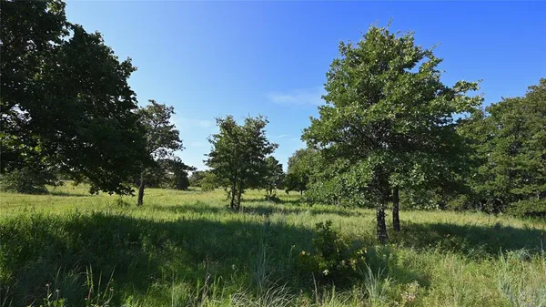 a view of a green field with a tree