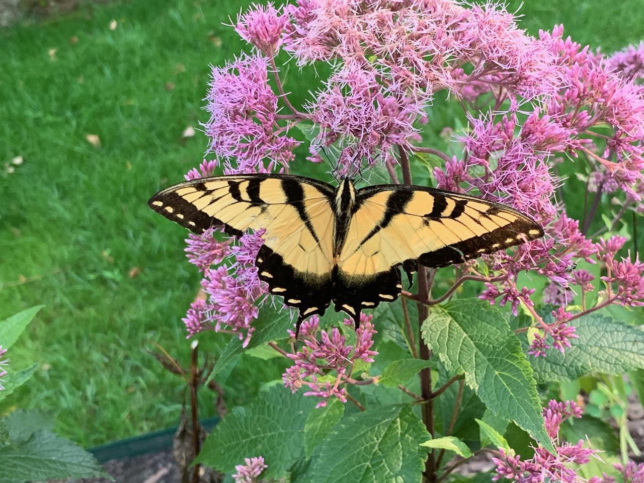 564 Woodlyn Crossing Ballwin, MO 63021 - Photo 51 of 55