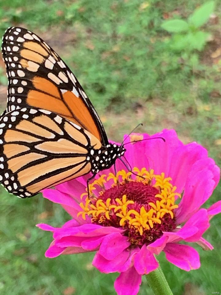 564 Woodlyn Crossing Ballwin, MO 63021 - Photo 52 of 55