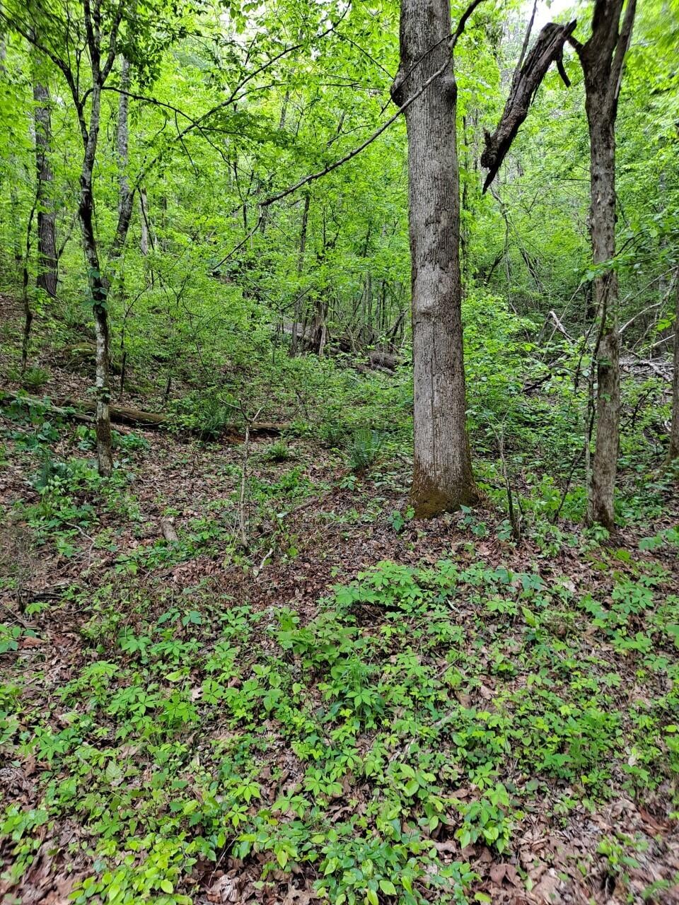 0 Childers Creek Road Reliance, TN 37369 - Photo 1 of 3 a view of a lush green forest