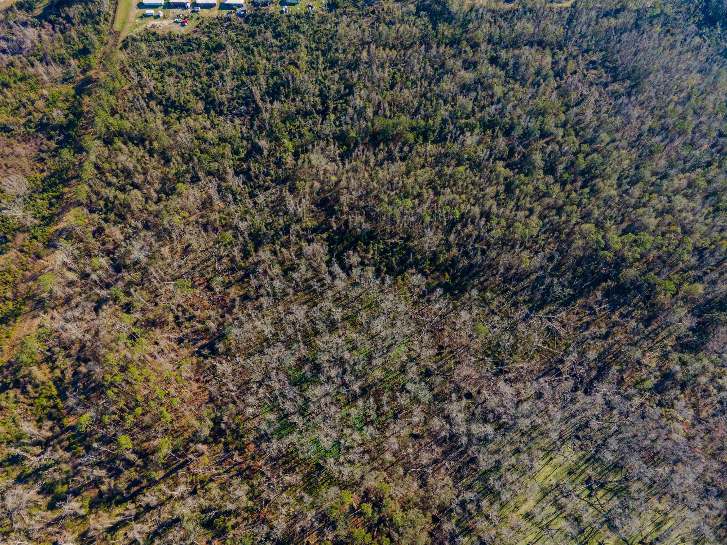 Vacant Southwest Jeanette Circle Madison, FL 32340 - Photo 6 of 18